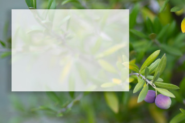 Olive branch on a blurry background. Mockup transparent for content. Copy space. Shallow depth of field.