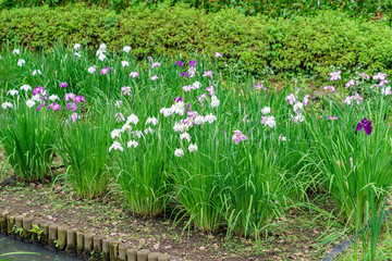 清澄庭園の花菖蒲園