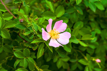 Obraz na płótnie Canvas delicate pink flower of dog-rose close-up on a background of green leaves