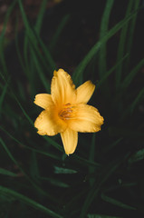 one opened bright golden  yellow tulip on a blurred green background.