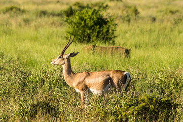 Young female antelope in the savannah