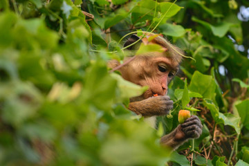 Obraz premium Sri Lanka Mihintale macaque monkey