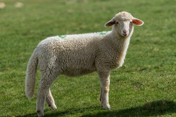 Naklejka na ściany i meble Lambs and sheeps on a green field