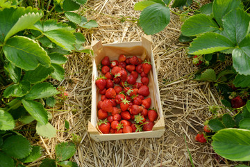 Collecting organic strawberries in a wooden box
