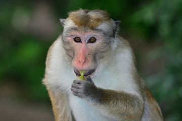 Sri Lanka Mihintale macaque monkey