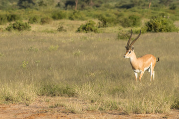 Young female antelope in the savannah