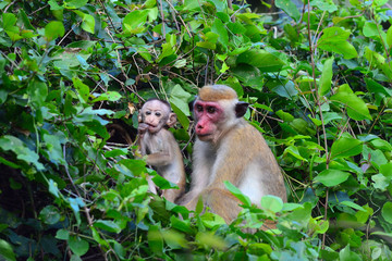 Sri Lanka Mihintale macaque monkey