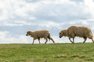 Lambs and sheeps on a green field