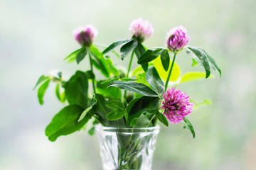 Bouquet of clover in a vase on bokeh background with a pattern of sunlight. Postcard concept.