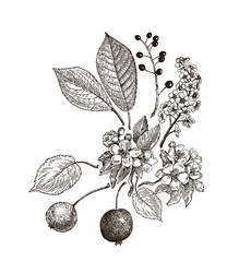 Vintage graphic Vector leaves, flowers and fruits of the wild pear, bird-cherry and crab. Greeting card.