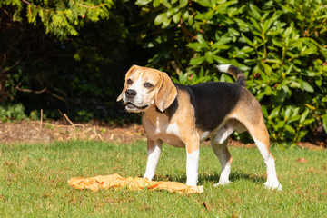 Naklejka na ściany i meble Beagle dog playing in the garden