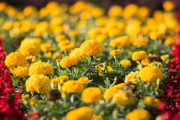 Yellow flowers Tagetes, on a flower bed