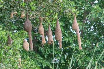 Amazing view of several WEAVER BIRD NEST