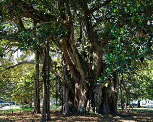 A Banyan tree called Albert, Devonport, New Zealand.