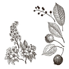 Vintage graphic Vector leaves, flowers and fruits of the wild pear, bird-cherry and crab. Greeting card.