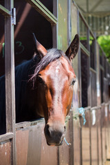 Horse in the stall. Head, closeup