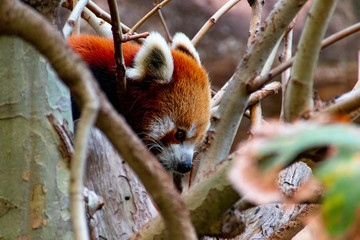 red panda in tree