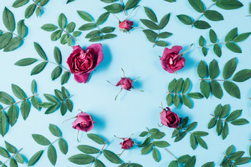 Flowers composition. Frame made of red rose flowers and green little leaves on blue background....