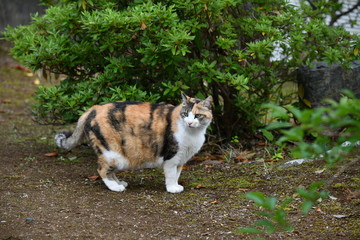 外猫