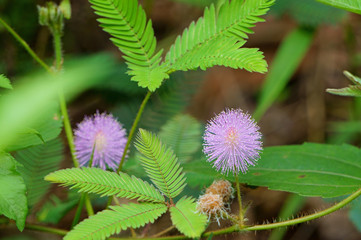 Mimosa pudica flower bloom in summer morning