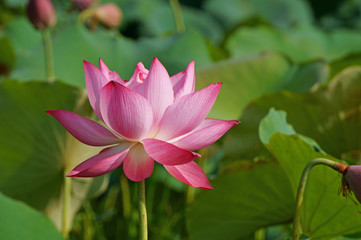 Close up of lotus water lily in the morning