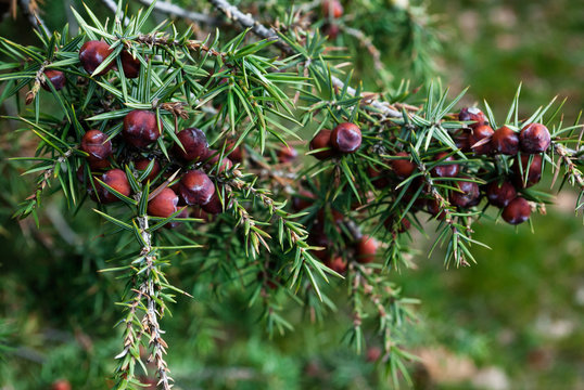Juniper tree branch with red berries close up. Crimean juniper tree