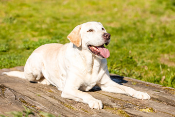 Labrador is lying on wood with grass background