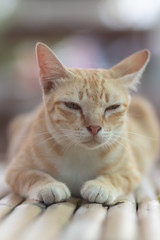 portrait of a cat, cat lying on the table
