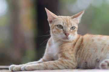 portrait of a cat, cat lying on the table
