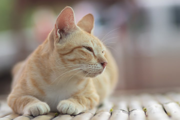 portrait of a cat, cat lying on the table