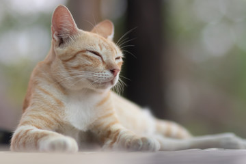 portrait of a cat, cat lying on the table