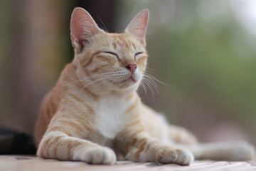 portrait of a cat, cat lying on the table