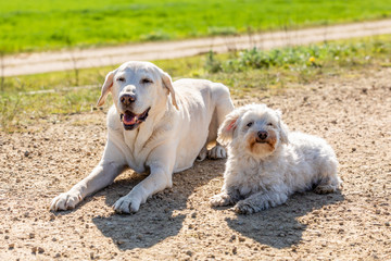 Coton de Tulear and labrador outdoors in the sun