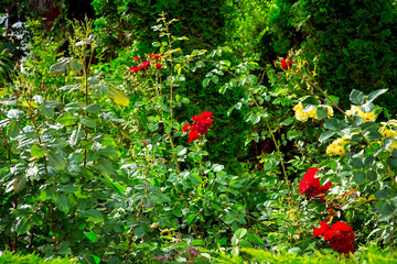 Flowerbed with blooming roses, spring garden with greenery and red buds.