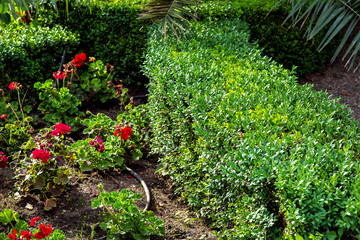 flower bed with red flowers and boxwood bushes on a sunny spring day.