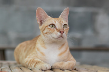 portrait of a cat, cat lying on the table