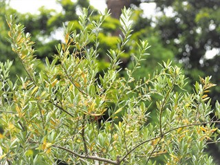 広がるフェニックスの大きな葉