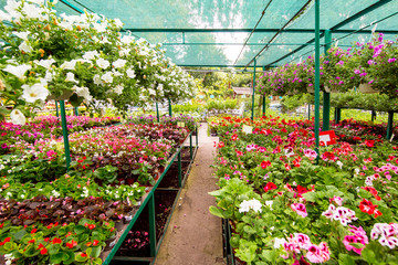 Shop selling flowers for home garden, flowerpots with hanging flowers and on racks in an assortment of green leaves.