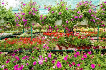 Flowerpots with flowers for home and garden landscaping, outdoors shop nobody.