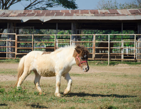white dwarf horse walking in farm