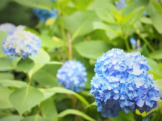 晴れた日のアジサイの花　初夏