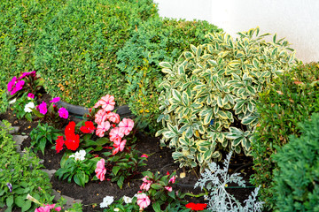 flower bed with leafy bushes near the white wall with a blooming petunia landscape decor of the backyard.