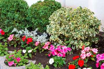 flower bed with leafy bushes with a blooming petunia landscape decor of the backyard, close up detail plants.