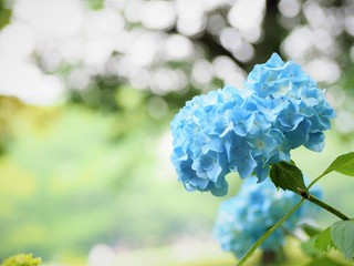 晴れた日のアジサイの花　初夏