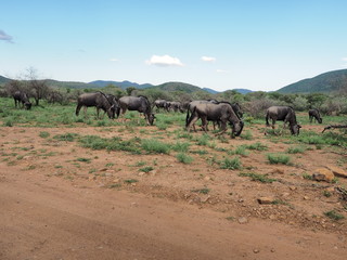 Wildebeest, Pilanesberg National Park, South Africa