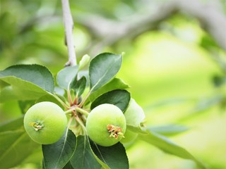林檎の若い実　初夏