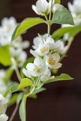 Beautiful blossoming branch of jasmine in garden