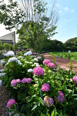 Fototapeta premium Ogród hortensji