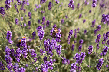 Colorful Butterfly on the blooming lavender flowers
