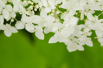 White flowers and green leaves background, summer background. Free space for text, copy space. 
